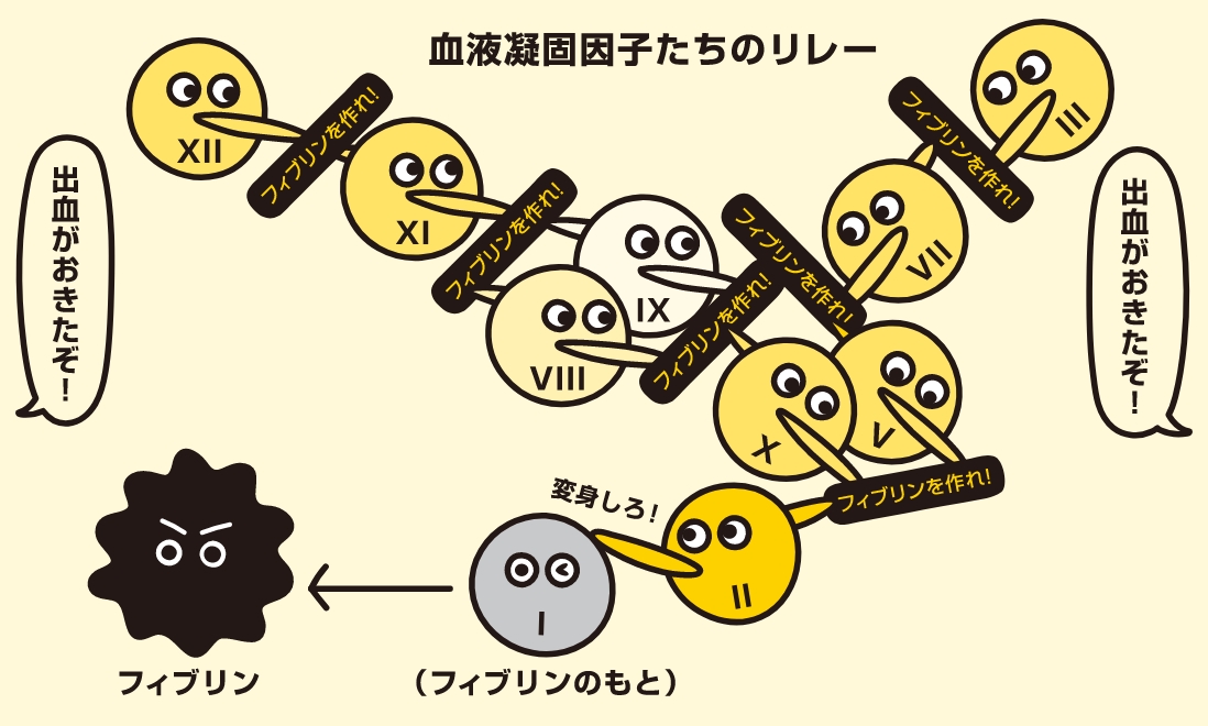 血液凝固因子がフィブリンを作るしくみ