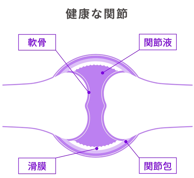 healthy joints（健康な関節）