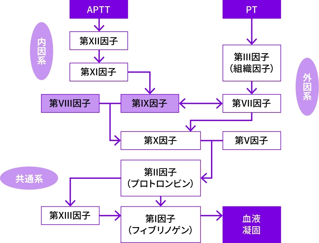 血液凝固の流れの画像