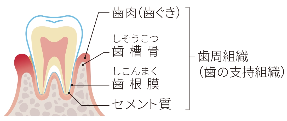 歯周組織